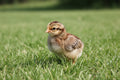 AMERAUCANA BABY CHICKS STRAIGHT RUN (pre-order)