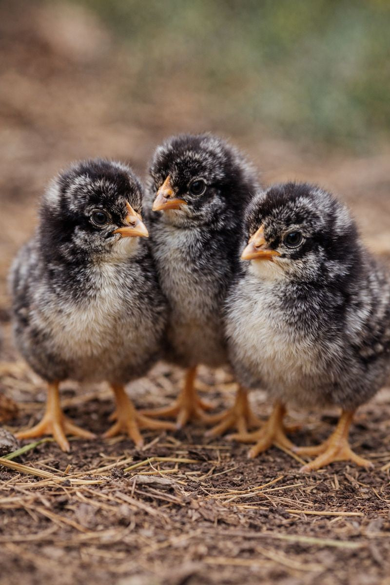 BARRED ROCK HATCHING EGGS