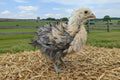 FRIZZLE STARTED PULLET