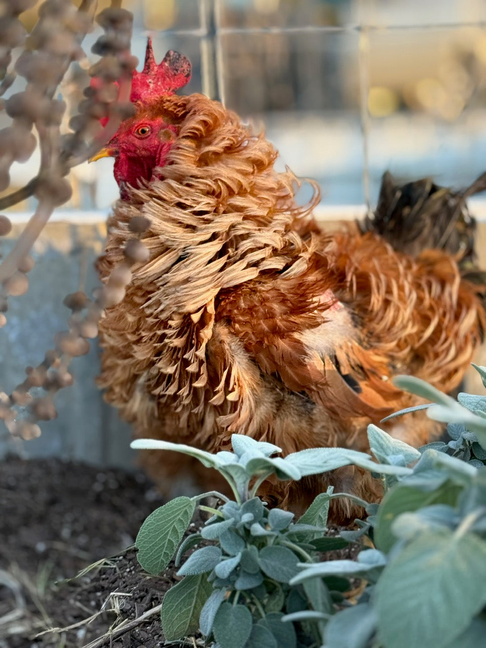 FRIZZLE STARTED COCKEREL