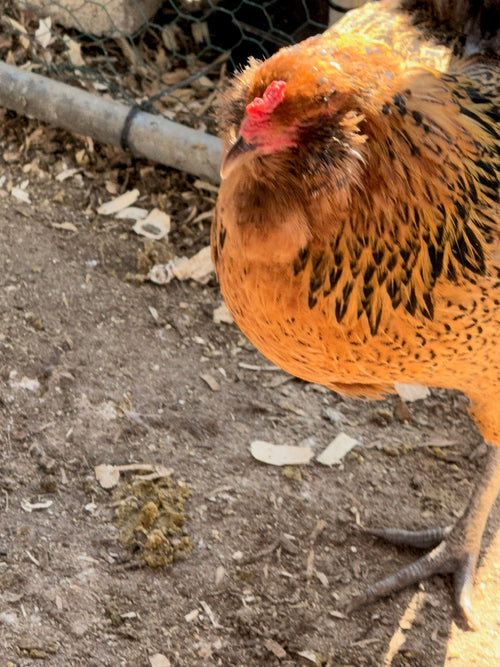AMERAUCANA STARTED PULLETS