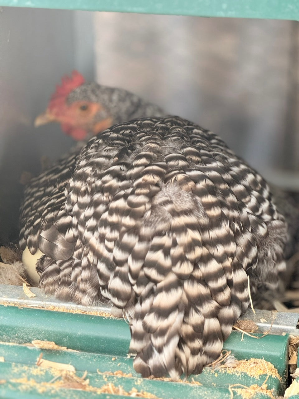 BARRED ROCK HATCHING EGGS
