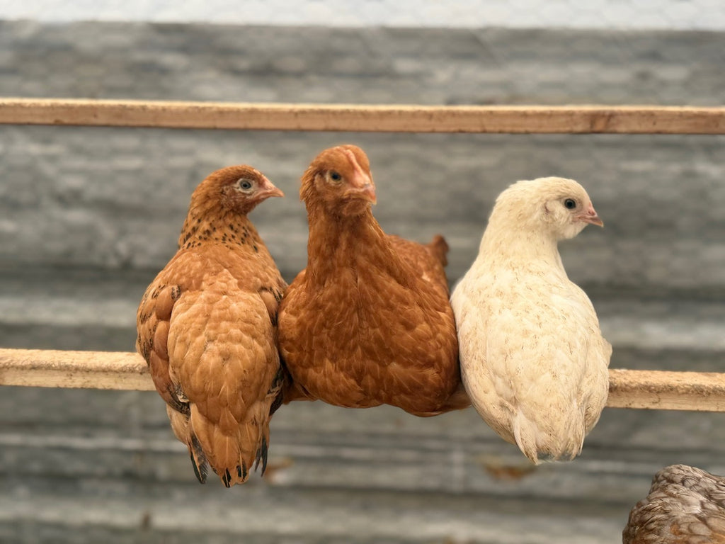 RHODE ISLAND RED HATCHING EGGS