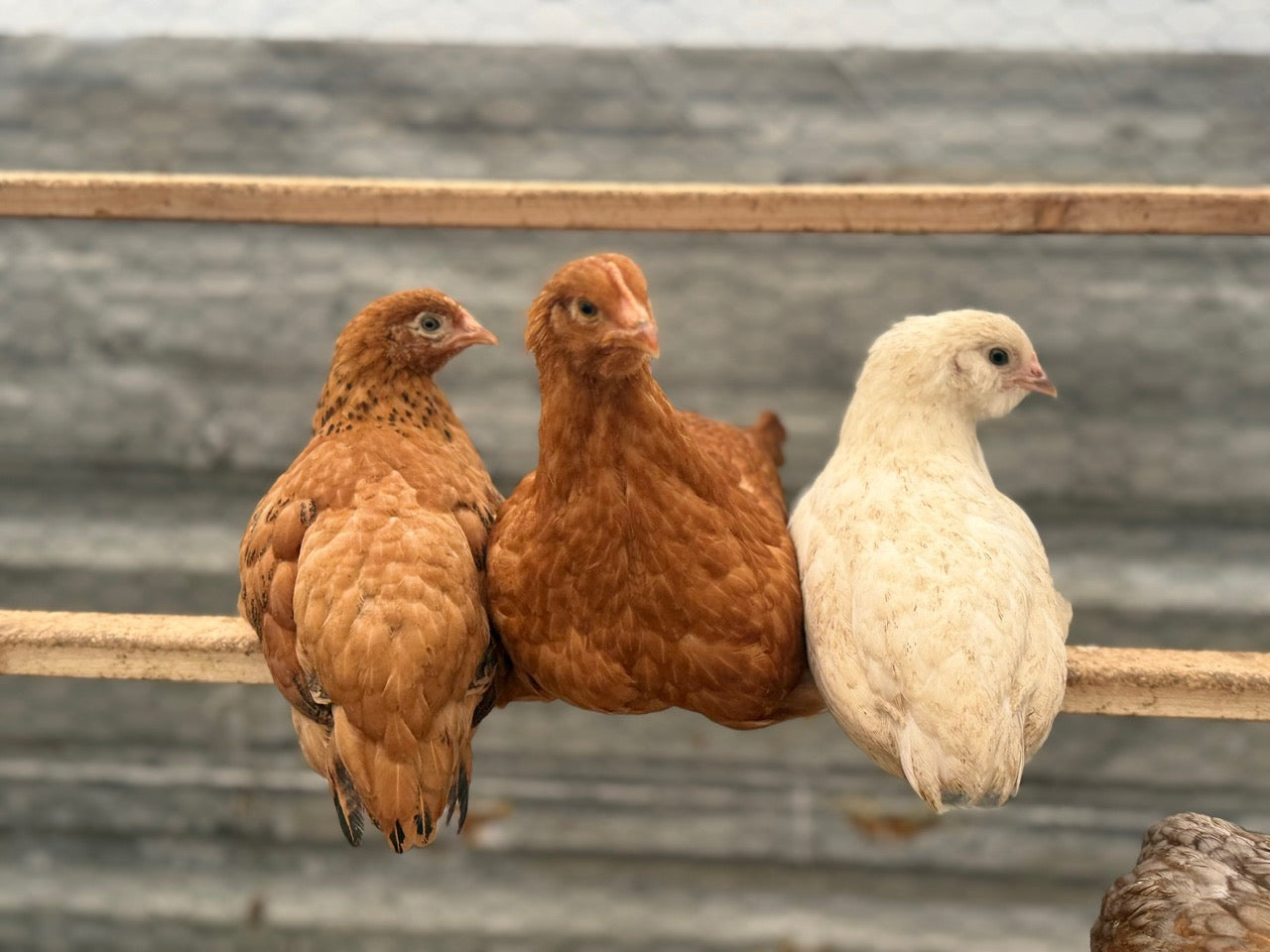 RHODE ISLAND RED BABY CHICKS STRAIGHT RUN (pre-order)