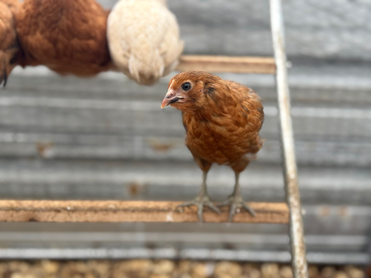 RHODE ISLAND RED STARTED PULLETS