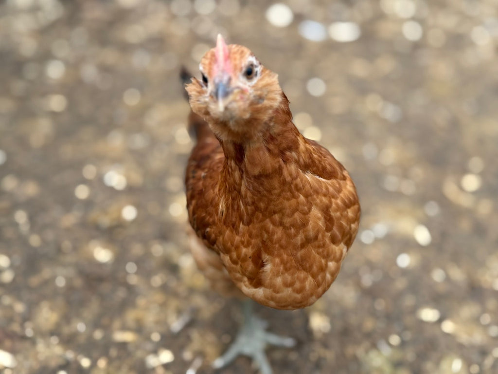 AMERAUCANA HATCHING EGGS