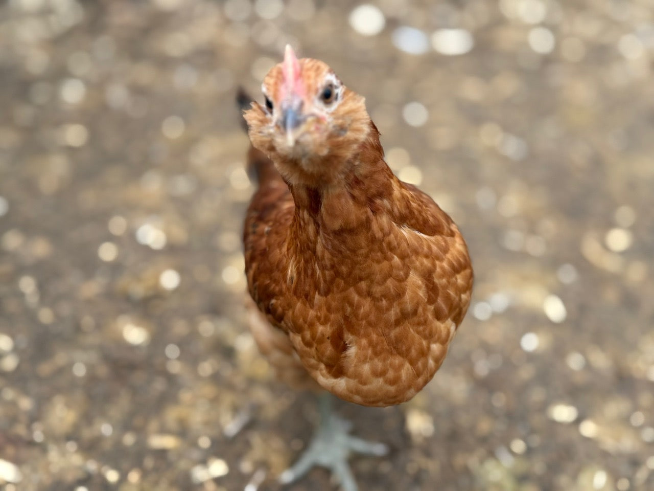 AMERAUCANA STARTED COCKEREL