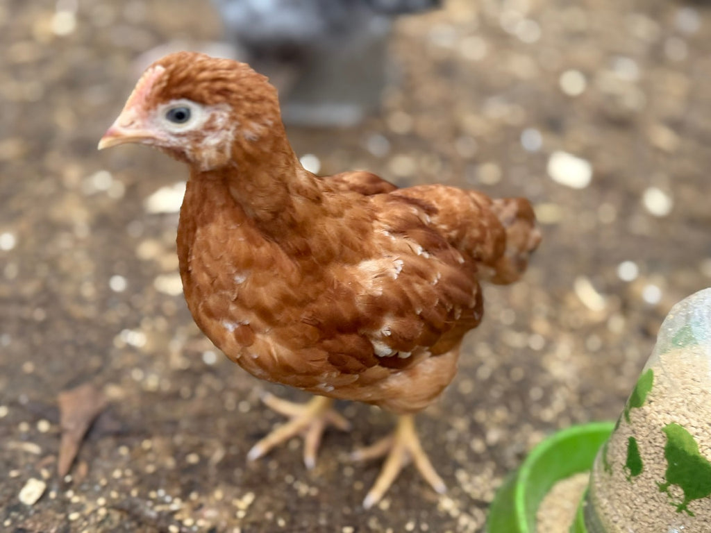 RHODE ISLAND RED HATCHING EGGS