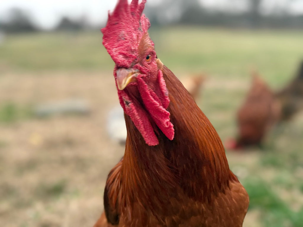 RHODE ISLAND RED HATCHING EGGS