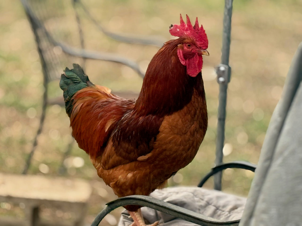 RHODE ISLAND RED HATCHING EGGS