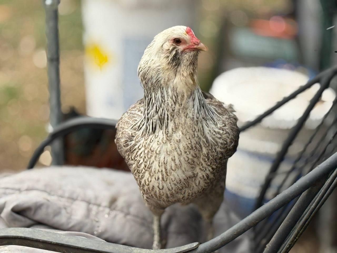 AMERAUCANA HATCHING EGGS