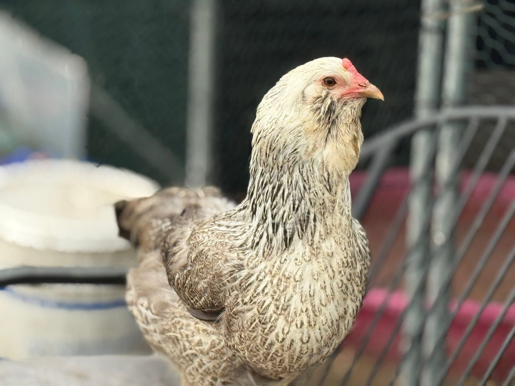 AMERAUCANA HATCHING EGGS