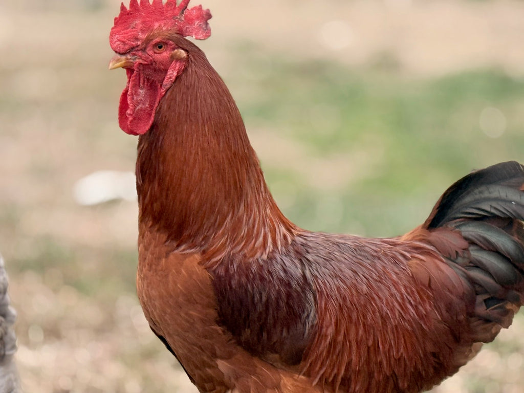 RHODE ISLAND RED HATCHING EGGS