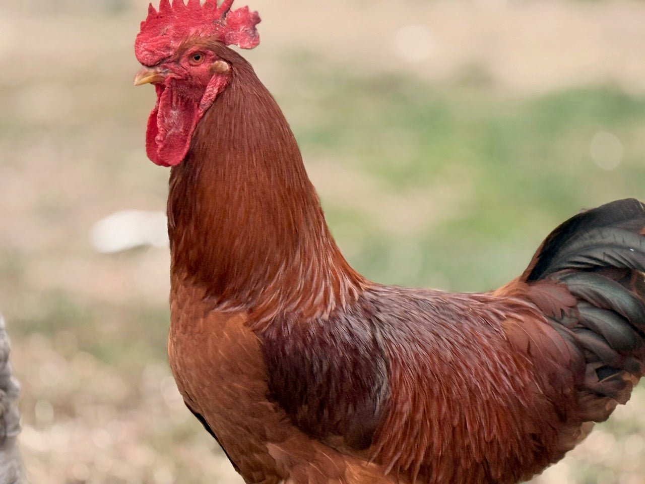 RHODE ISLAND RED HATCHING EGGS