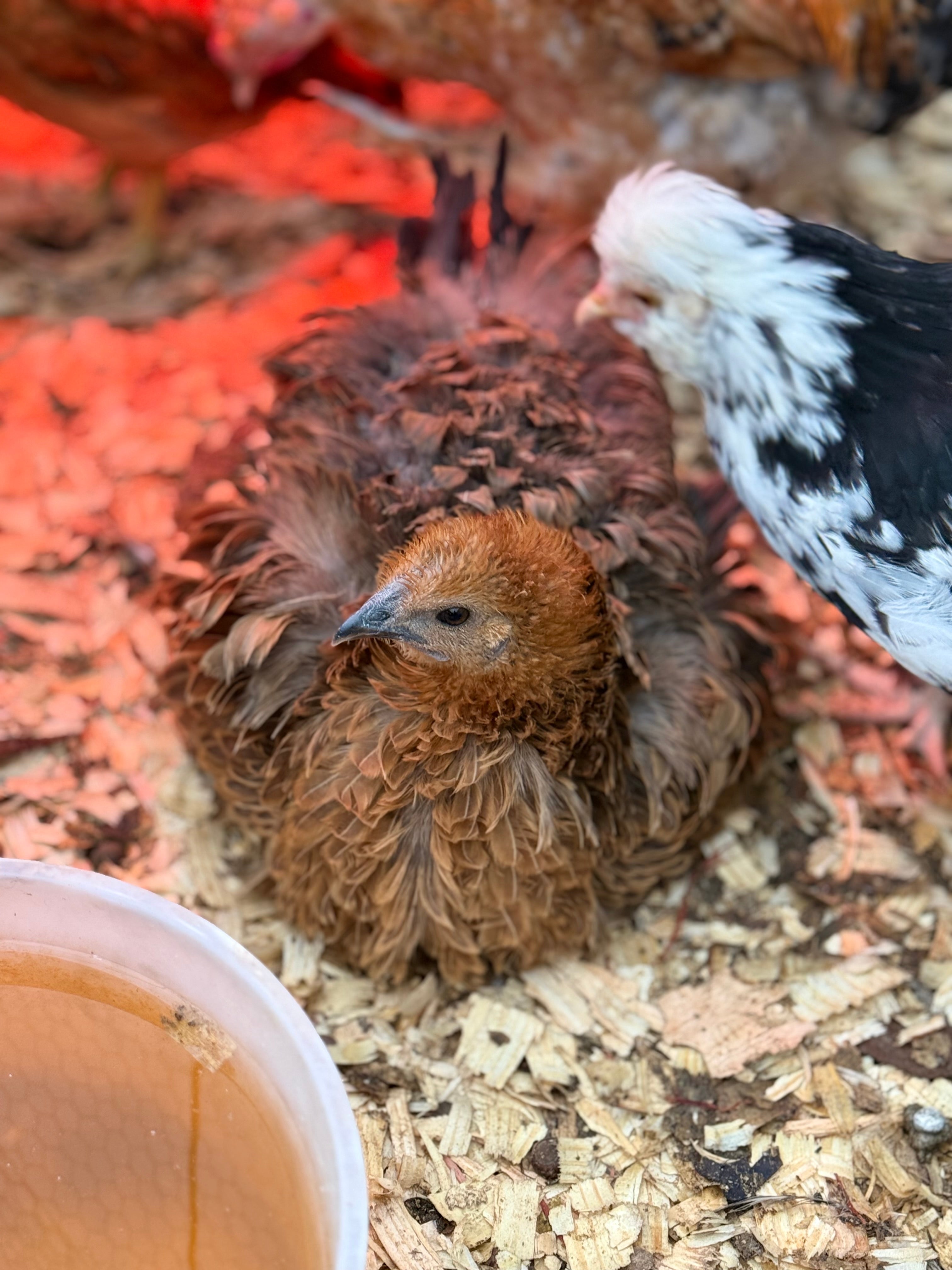 FRIZZLE STARTED COCKEREL