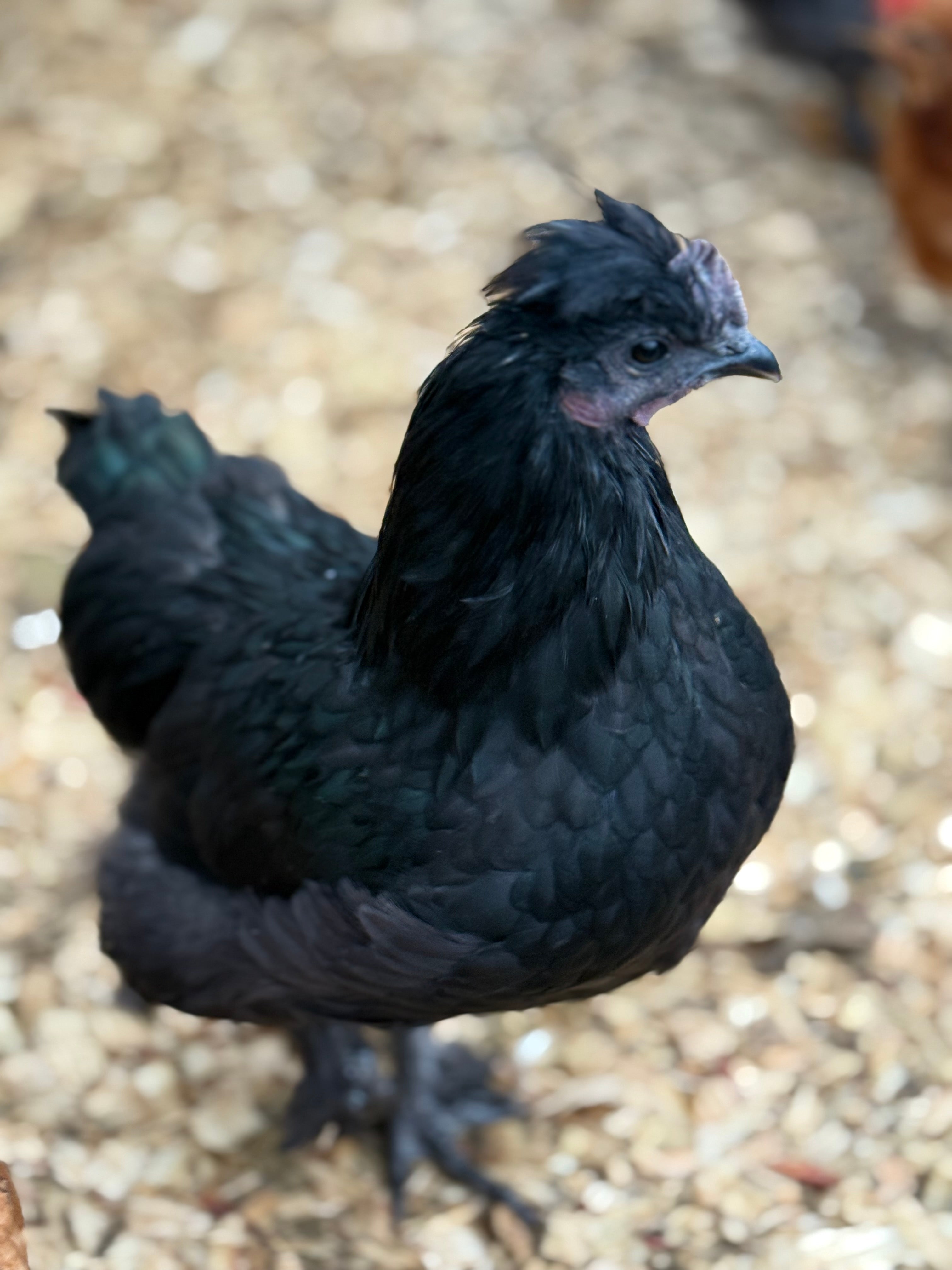 Ayam Cemani