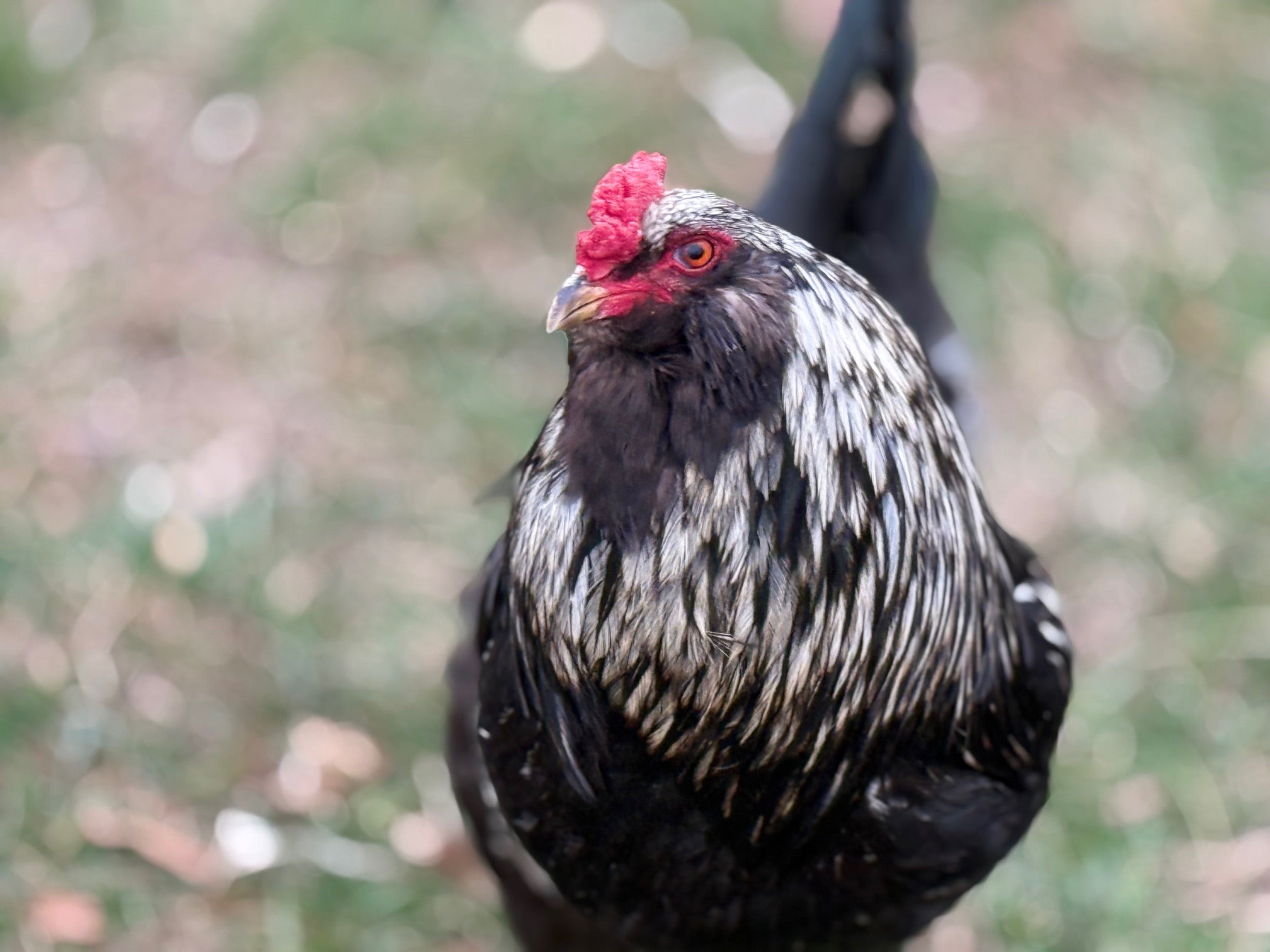 AMERAUCANA STARTED COCKEREL