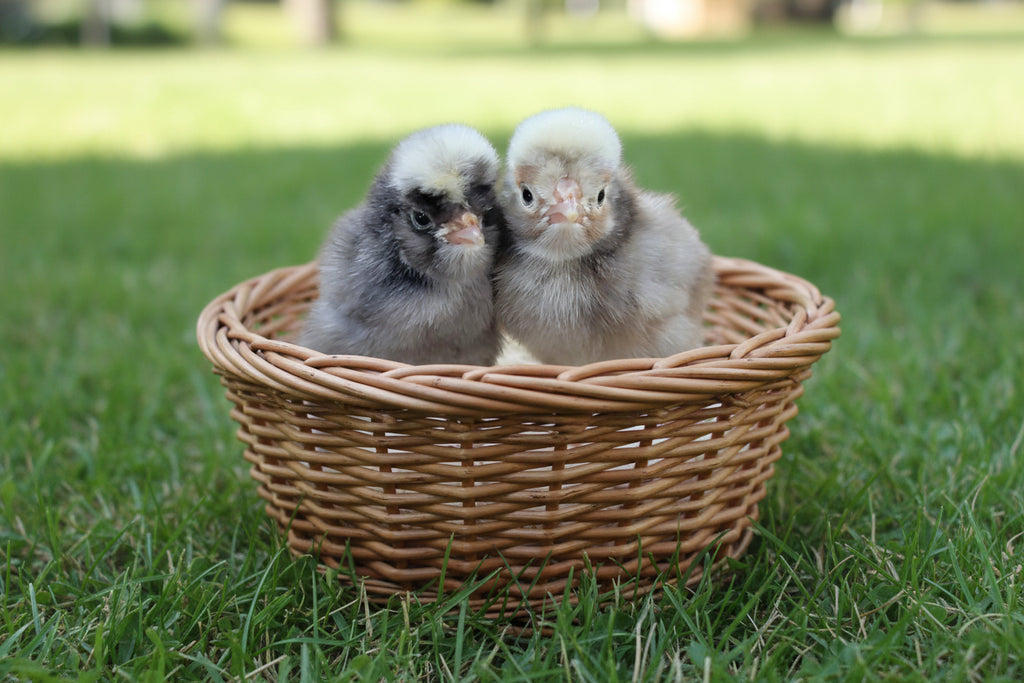 POLISH HATCHING EGGS