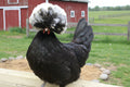 POLISH HATCHING EGGS