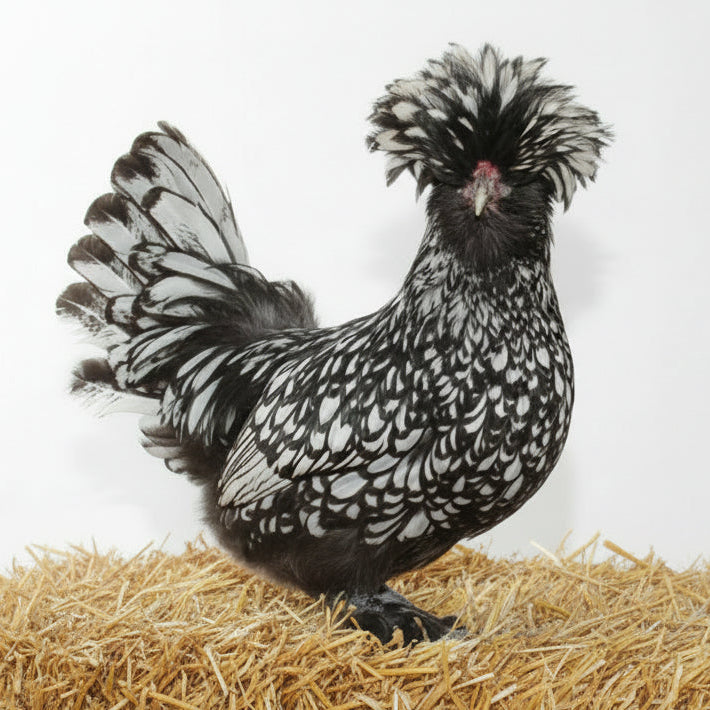 POLISH HATCHING EGGS
