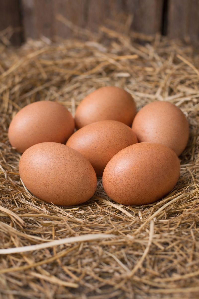 RHODE ISLAND RED HATCHING EGGS